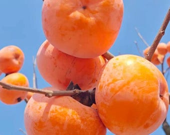 Grafted Fuyu Persimmon Tree, Bare Root Sweet Non-Astringent Persimmon Sapling, Live Fruit Tree for Backyard, Hardy Edible Landscape Plant