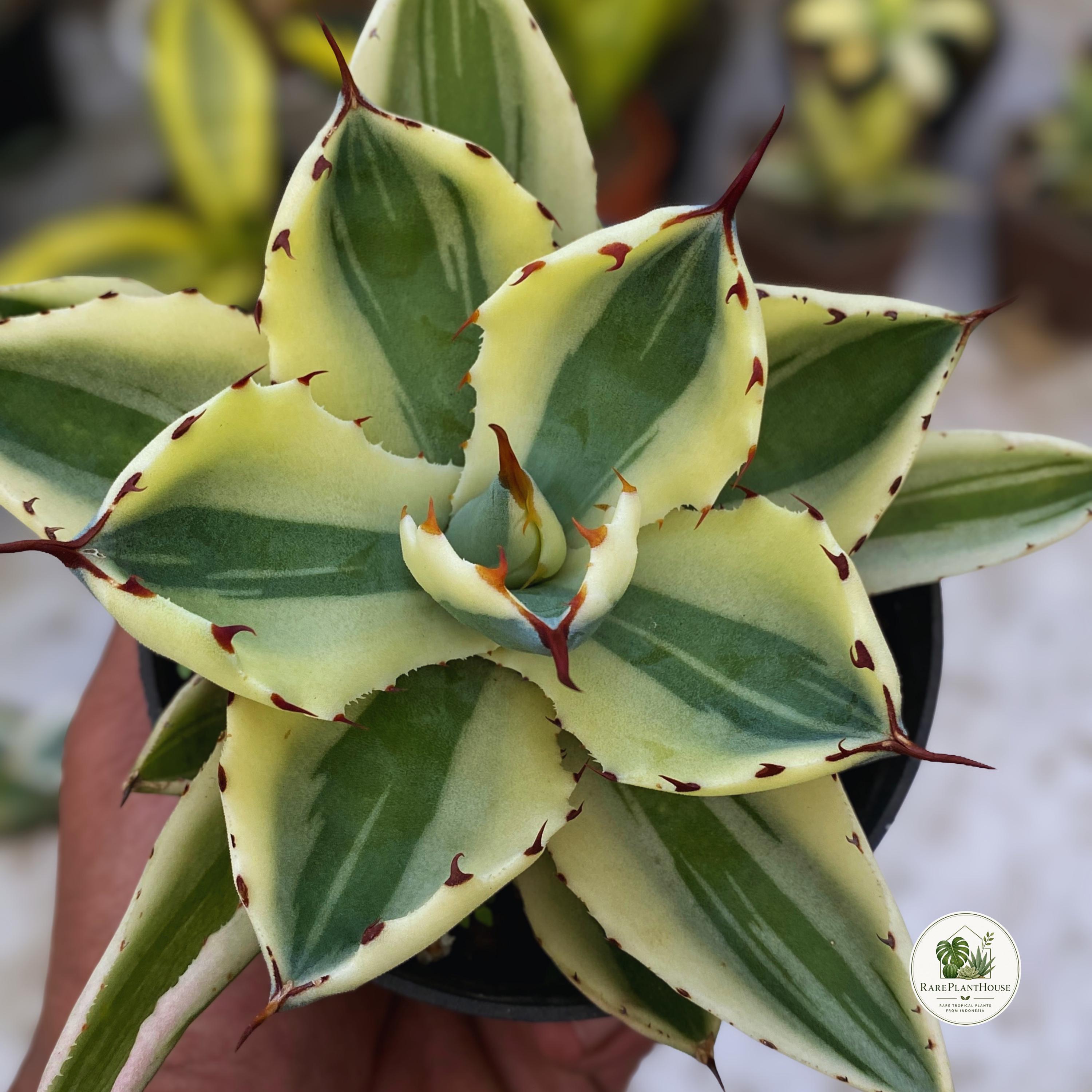 Agave potatorum - Etsy 日本