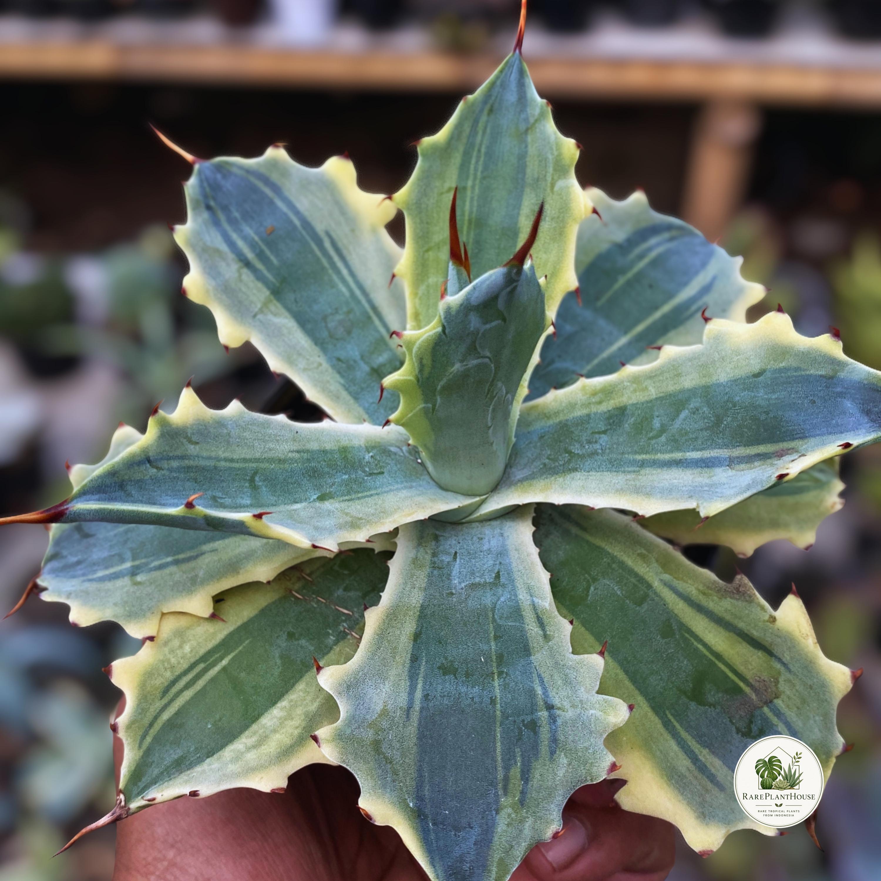 Agave potatorum - Etsy 日本
