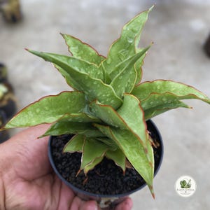 Hybrid sansevieria - Etsy 日本