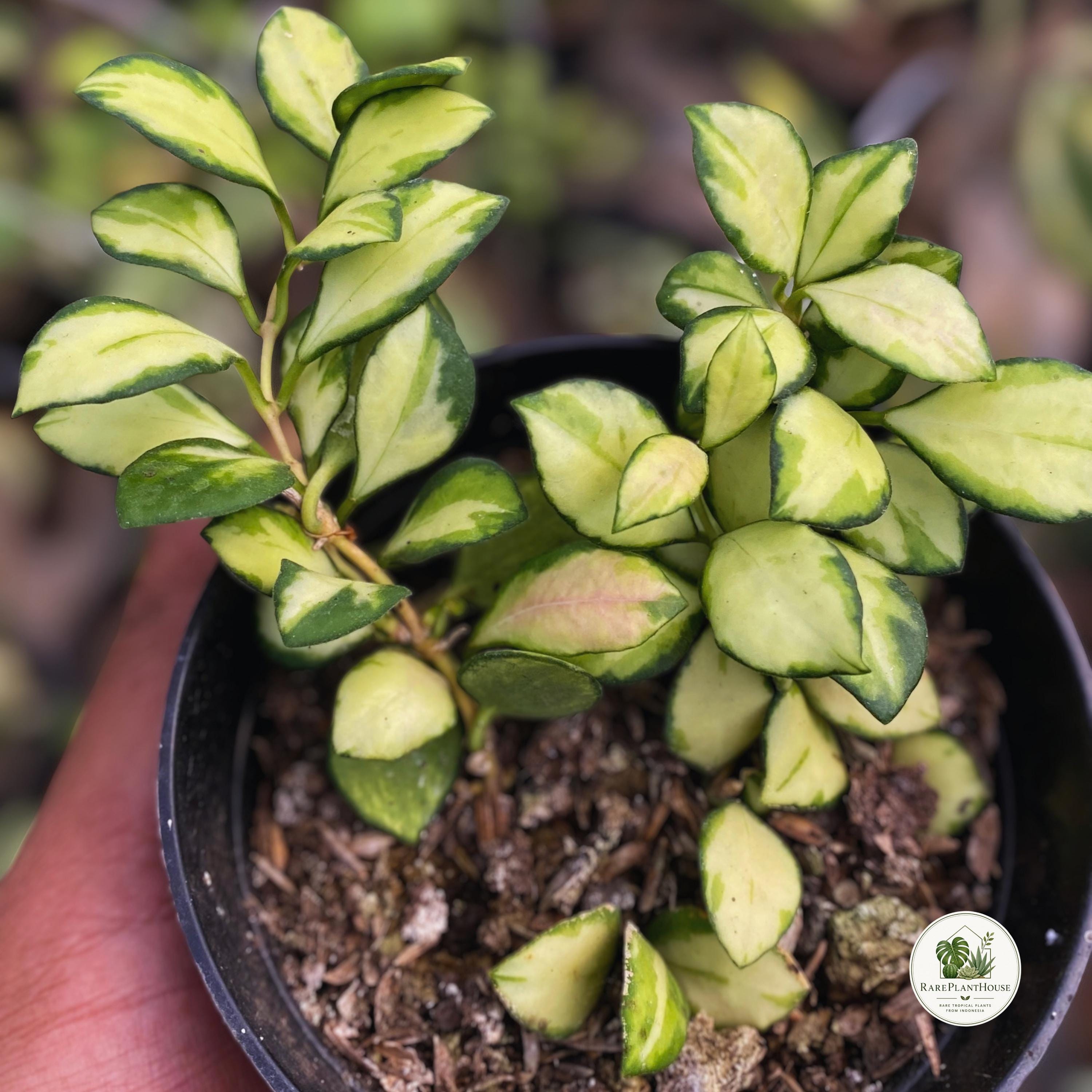 Wayetii hoya - Etsy 日本