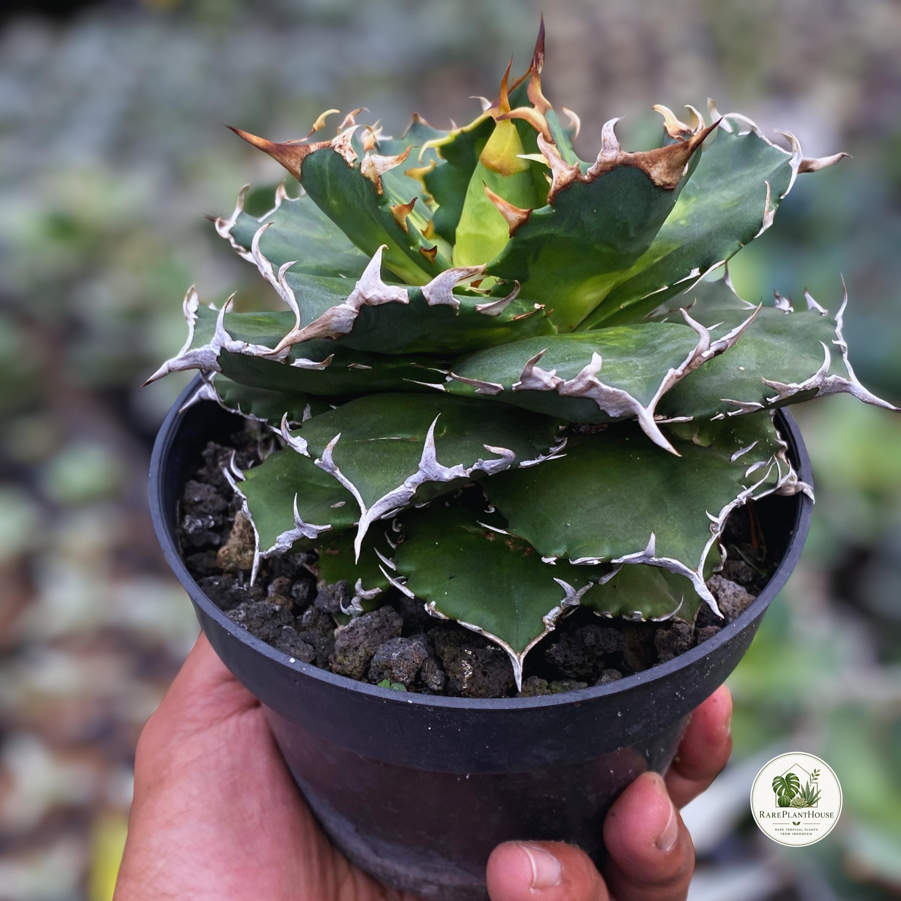 Agave Titanota Dwarf - Etsy