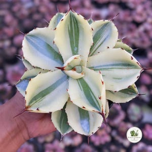 Puede incluir: Una planta suculenta de agave variegada con hojas gruesas y puntiagudas dispuestas en un patrón de roseta simétrico. Las hojas presentan márgenes de color blanco crema y franjas centrales verde salvia, con espinas terminales de color marrón rojizo.