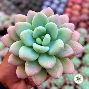 May include: A succulent plant with thick, fleshy, rounded leaves arranged in a symmetrical rosette pattern. The leaves transition from a pale mint green at the center to soft pastel pink at the outer edges. A small logo with the text RarePlantHouse.