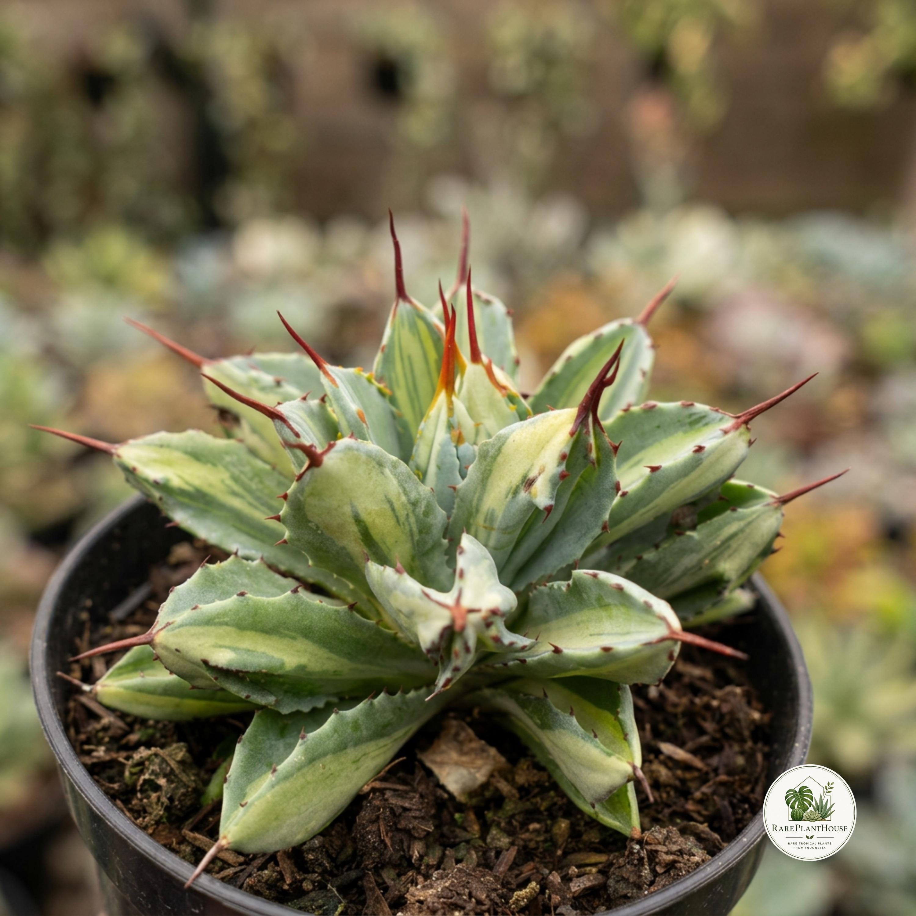 Agave potatorum - Etsy 日本