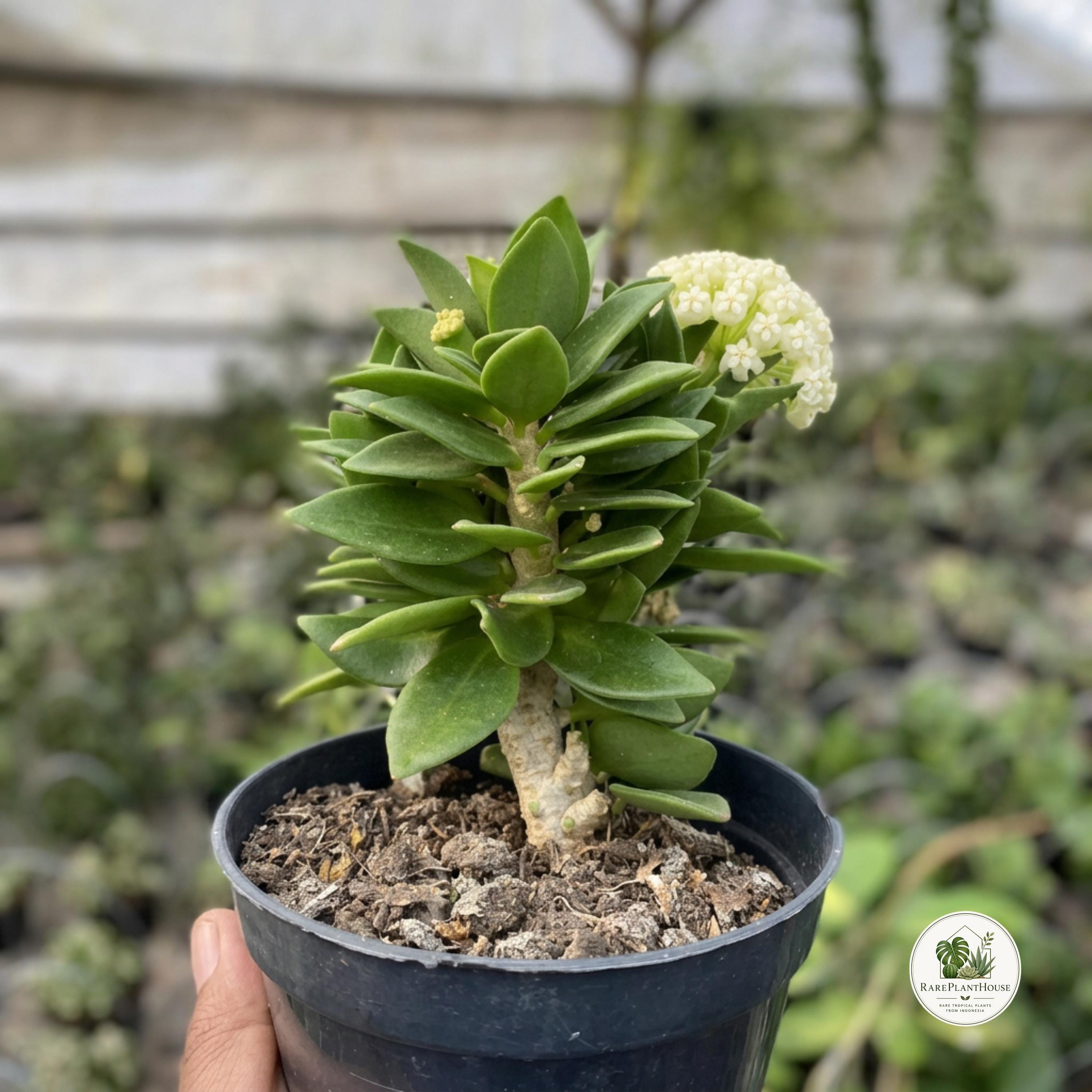 Hoya Pachyclada Snow Lotus - Etsy