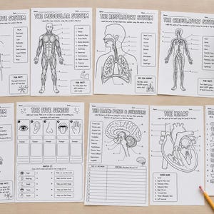 Peut inclure: Un ensemble de huit fiches pédagogiques présentant des dessins au trait en noir et blanc des systèmes anatomiques humains, incluant les systèmes digestif, musculaire, respiratoire, circulatoire, nerveux, les cinq sens, le cerveau et le cœur.