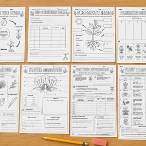 Puede incluir: Ocho hojas de trabajo educativas con dibujos lineales en blanco y negro sobre biología vegetal, que incluyen temas como el ciclo de vida de las plantas, germinación, fotosíntesis, polinización, tipos de hojas, disección floral y adaptaciones.