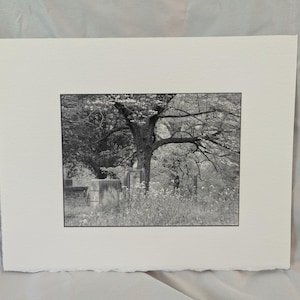 May include: Black and white photograph of a tree with outstretched branches, set against a backdrop of foliage and what appears to be a stone structure. The image is framed within a white matte, creating a classic, artistic presentation.