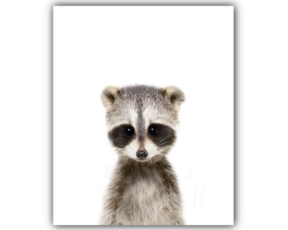 Sans Cadre Bebe Raton Laveur Portrait Bebe Animaux Pepiniere Etsy Canada