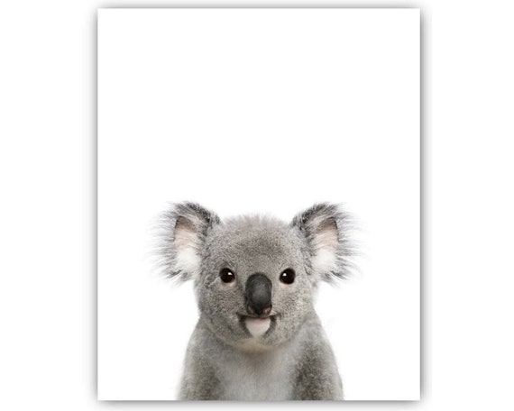 Sans Cadre Bebe Koala Portrait Bebe Animaux Pepiniere Decor Etsy Canada