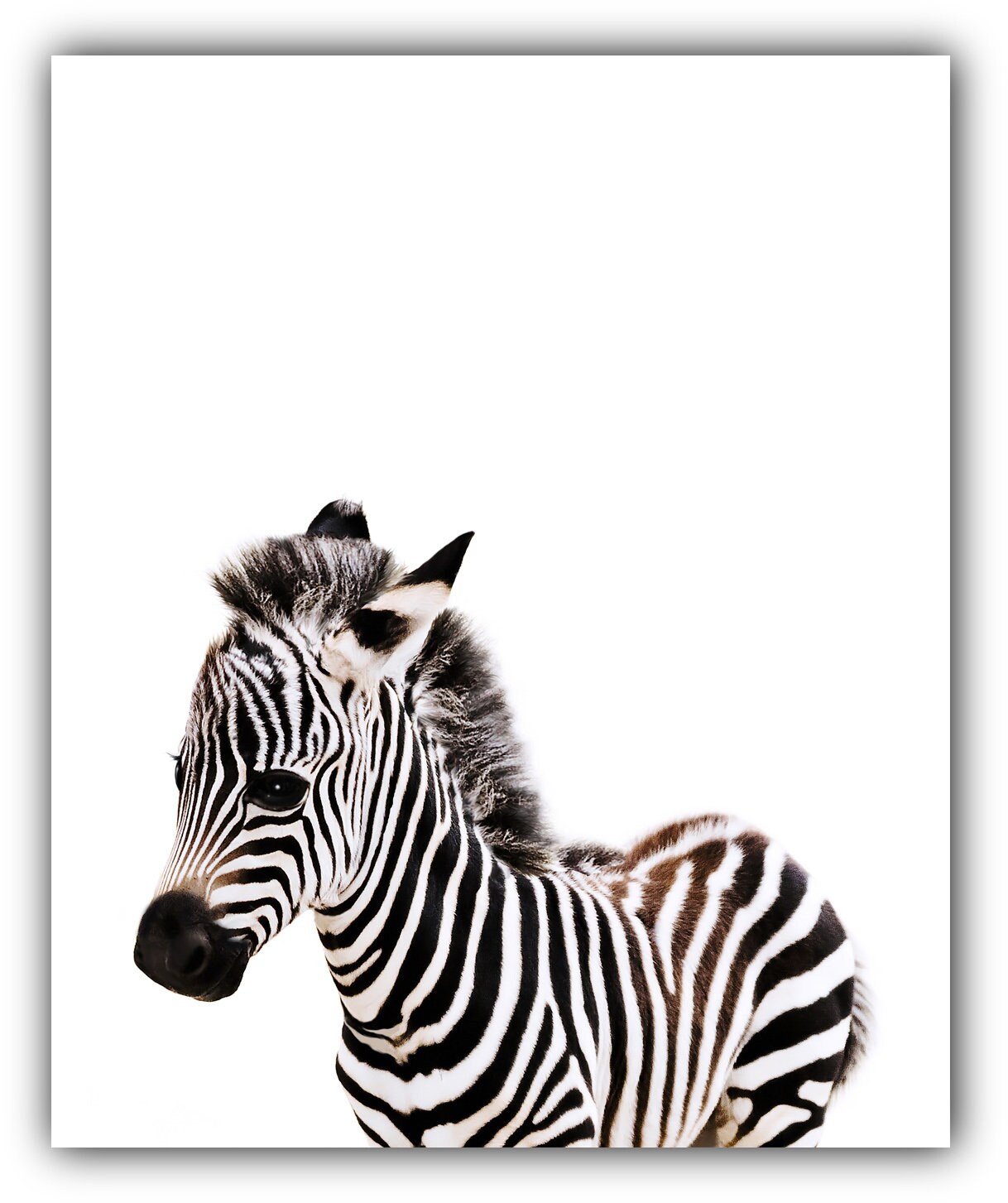 Set of 4 UNFRAMED Safari Baby Animals Nursery Decor Wall Art Etsy Canada