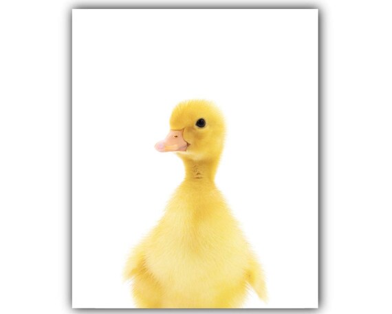 Portrait De Caneton Sans Cadre Bebe Animaux Pepiniere Decor Etsy France