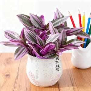 Tradescantia Nanouk levande växt | Sällsynt rosa lila krukväxt | Lättskött suckulentväxt i krukväxt | 5 cm kruka | Presentidé