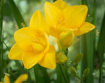 Gele Freesiabollen | Lentebloeiende bloemen | Geurende vaste planten voor de tuin | Schoonheid uit de snijbloemencollectie