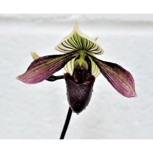 May include: A Paphiopedilum orchid flower featuring a prominent, dark purple, pouch-like labellum with visible water droplets. The flower has two elongated, deep purple lateral petals and a dorsal sepal with distinct green and white vertical stripes.