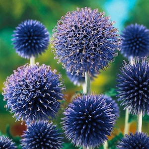 Può includere: Un gruppo di fiori di cardo con teste sferiche e spinose in tonalità profonde di blu e viola. Ogni capolino è composto da numerosi minuscoli fiorellini a forma di stella che si irradiano da un punto centrale, sostenuti da steli sottili.