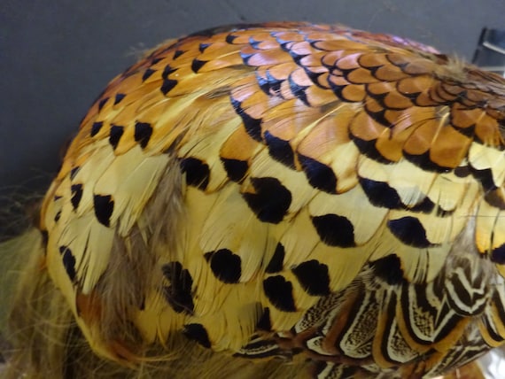 woman's hat, pheasant feather cap, mid-century - image 4