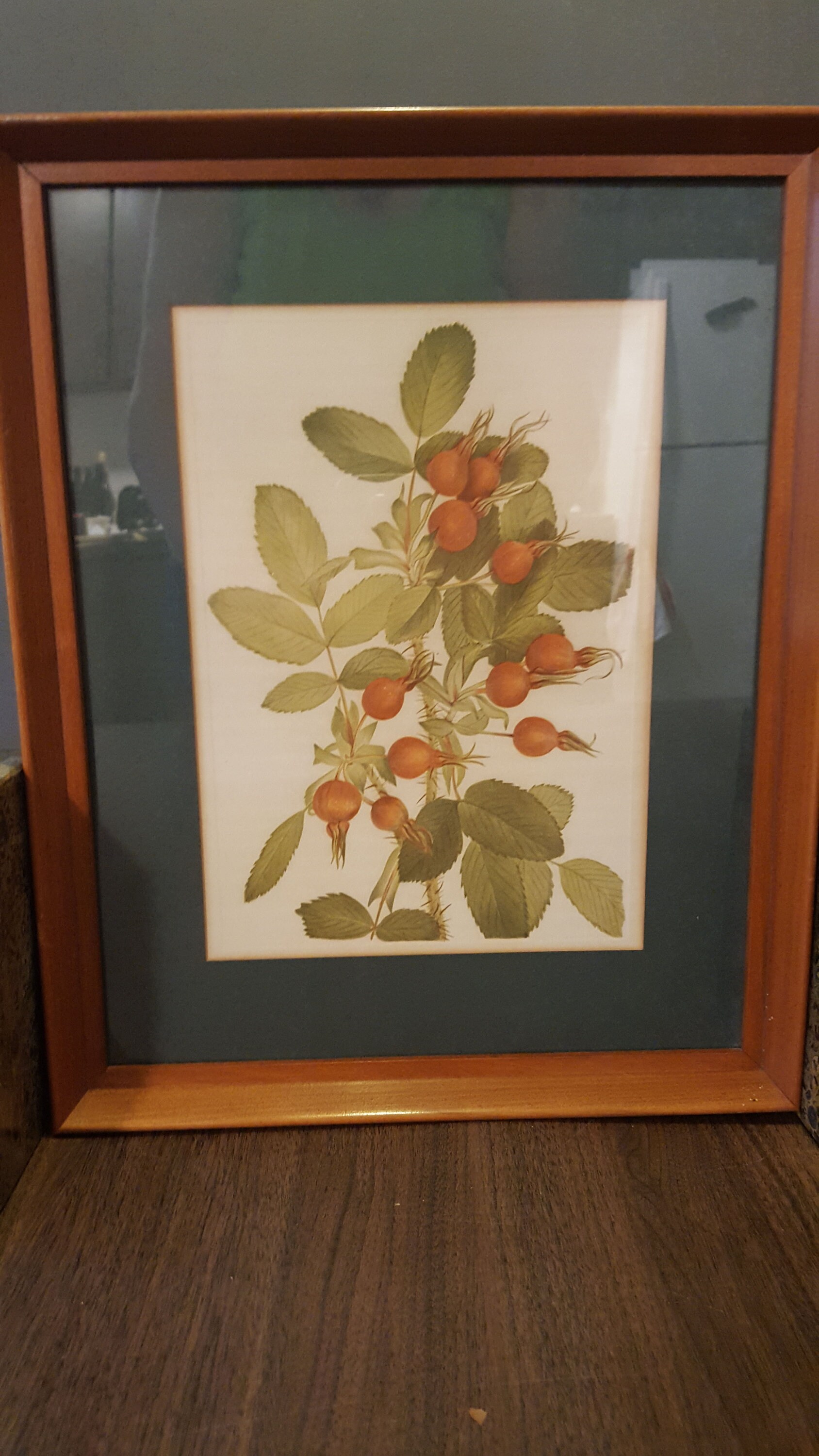 Set of 3 framed matching botanical prints lovely colors Etsy