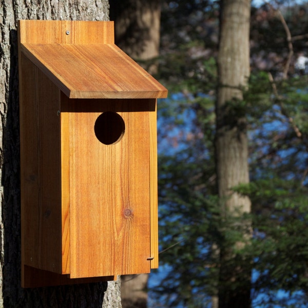 Screech-Owl House - by HOOT