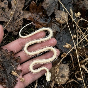 May include: A bleached white snake skeleton featuring a detailed skull and a long, segmented vertebral column with delicate, curved ribs extending outwards, arranged in a winding, serpentine shape across the palm of a hand.