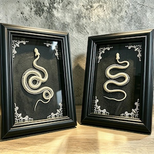 May include: Two black rectangular frames containing off-white snake skeletons mounted on dark, textured backgrounds. Each frame features decorative silver corner accents. The skeletons are coiled in distinct positions within the glass-fronted displays.
