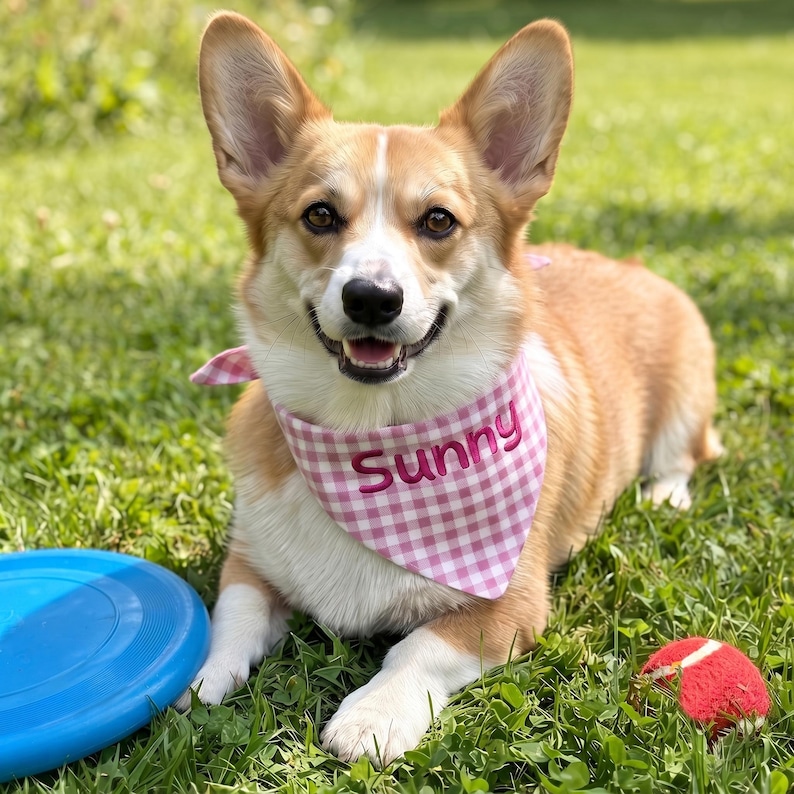 May include: A Pembroke Welsh Corgi with tan and white fur wearing a pink and white gingham bandana with the name Sunny embroidered in pink thread. The dog is lying down with a blue plastic flying disc and a red tennis ball nearby.