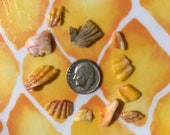 12 Sunrise Shells Langford Pecten for Jewelry Making A12