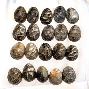 Kupee Seashells  XL Collectors Hawaiian Nerites from Kauai