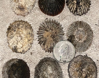 Hawaiian Opihi Limpet Shells for Pendants  from Kauai Med-XL