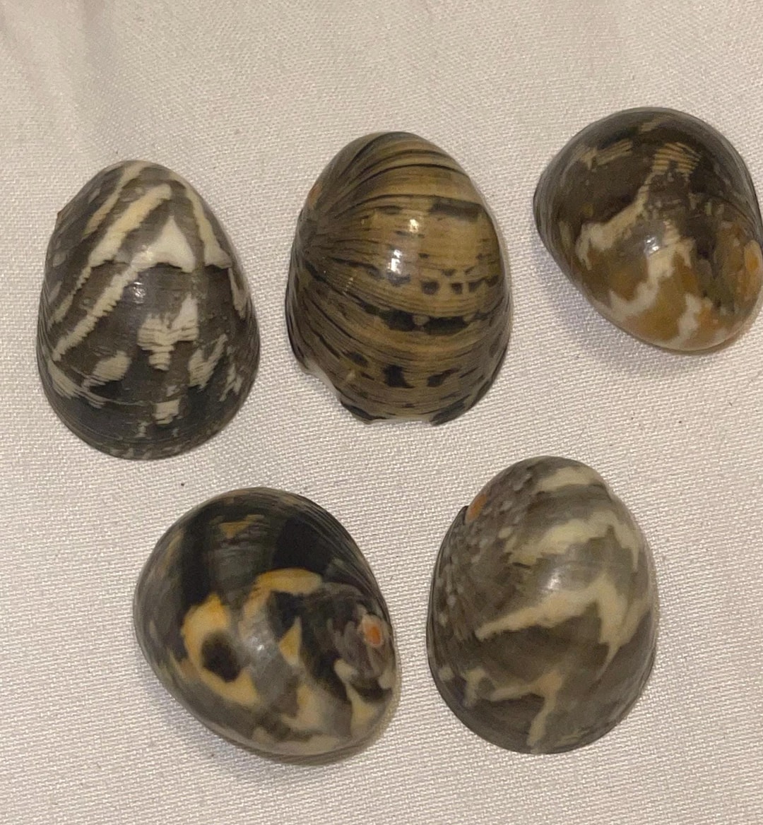 Kupee Nerite Polita Seashell Pairs From Kauai Red Stripes - Etsy