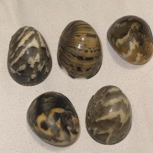 Kupee Nerite Polita Seashell Pairs from Kauai Red Stripes