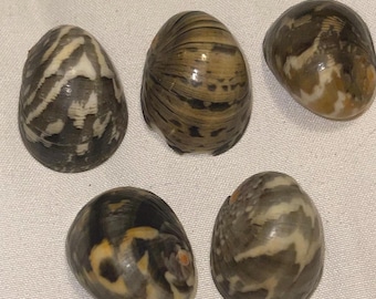 Kupee Nerite Polita Seashell Pairs from Kauai Red Stripes