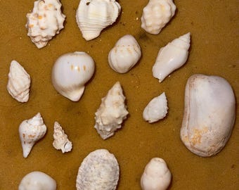 White Seashell Mix for Weddings From Kauai