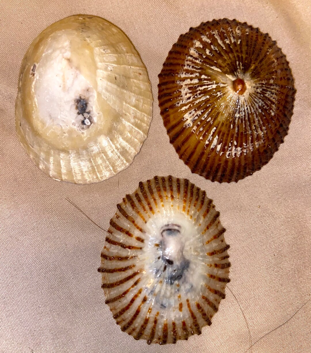 Hawaiian Opihi Limpet Shells for Pendants From Kauai Etsy