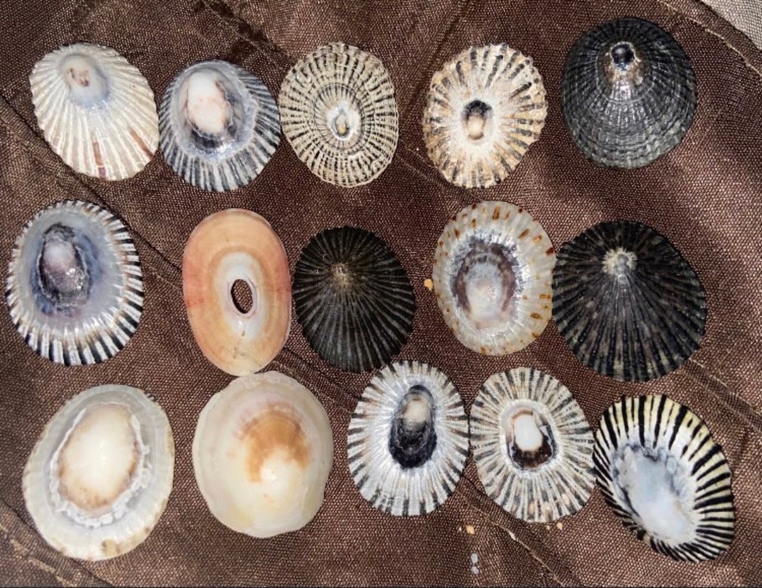 Hawaiian Opihi Limpet Shells for Pendants From Kauai 15 Medium Etsy