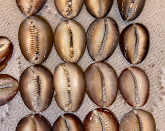Cowrie Half Shells Lips and Pieces