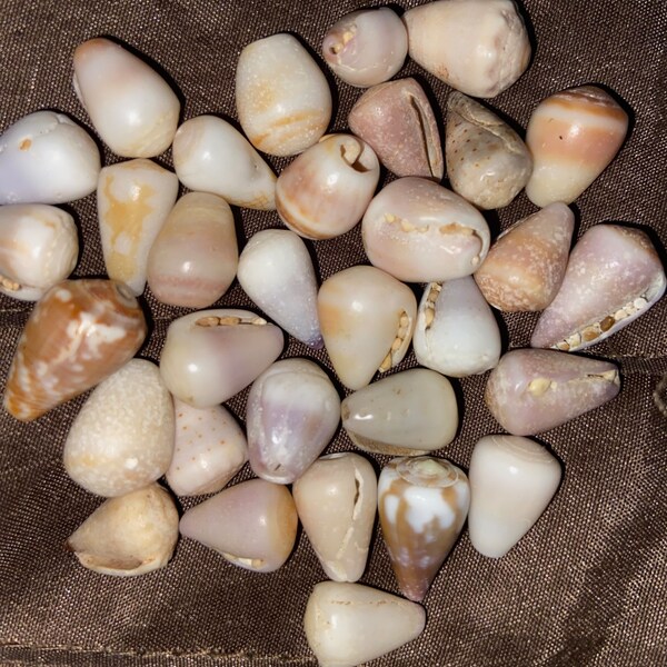 Cone Shell Jewelry Etsy