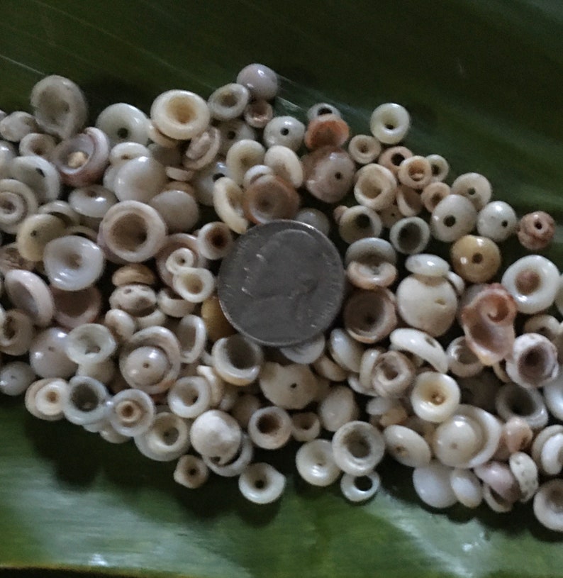 Puka Shells Tiny to Small Handpicked For Jewelry Making