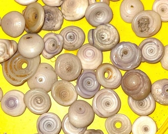 Puka Shells for jewlry Making Size Tiny XS and Small