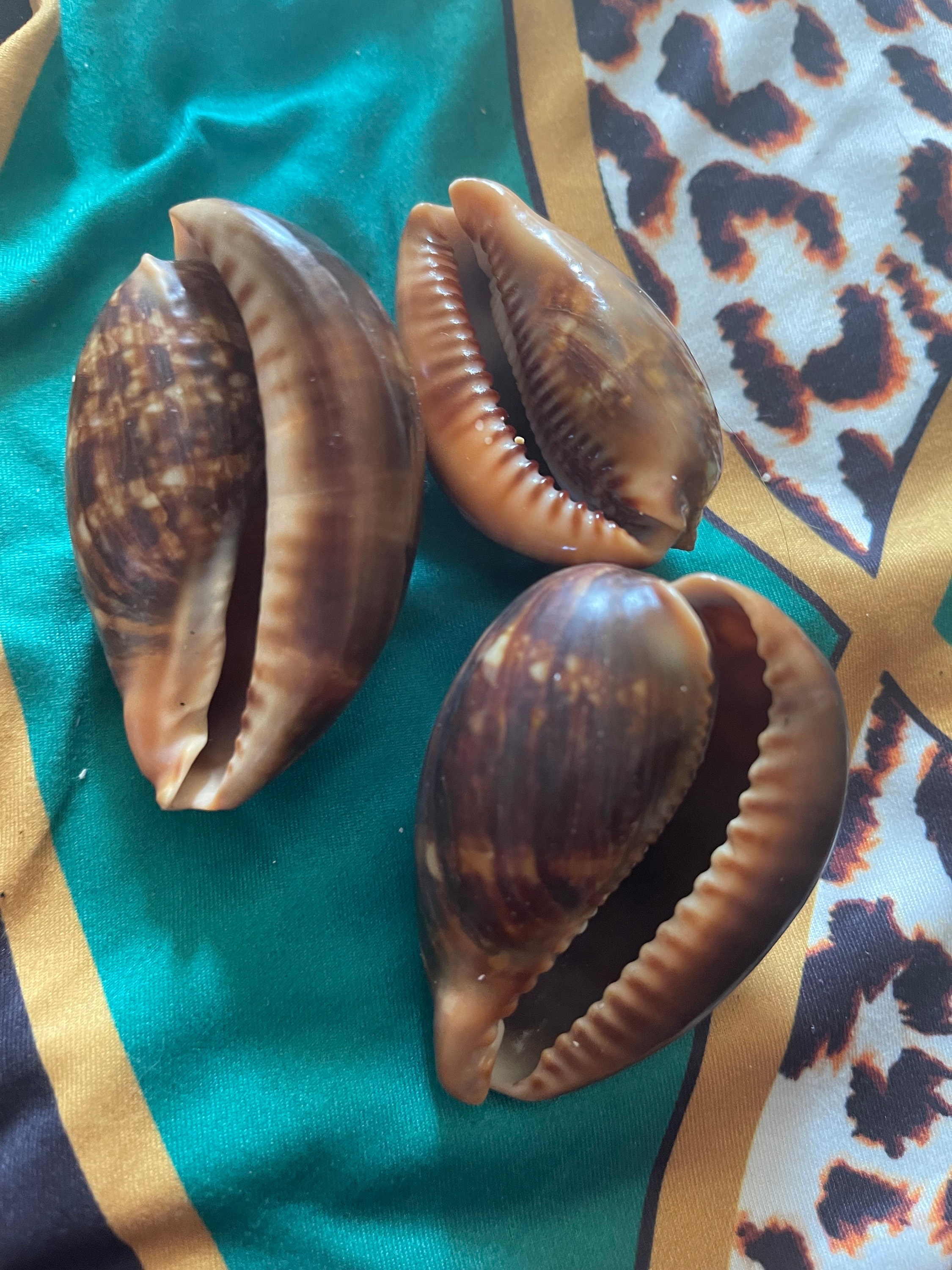 Cowrie Shell Picture Frame - Etsy display picture 3