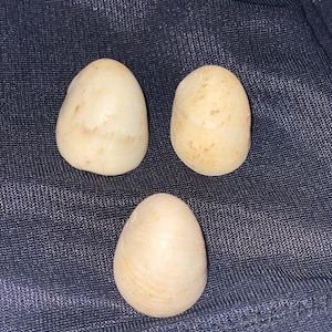 White Seashell Mix for Weddings From Kauai