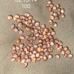 May include: A collection of 100 small, speckled brown and tan sea shells, labeled as size 13-14. The shells are rounded with visible spiral openings and intricate dark brown spotted patterns across their surfaces, arranged in a loose cluster.