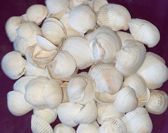 Pacific Cockle Seashell From Kauai Landscape Crafts