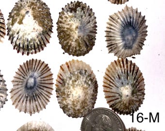 Hawaiian Opihi Limpet Shells 16 Medium for Pendants  from Kauai