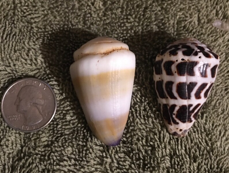 Conus Abbreviated Hebrew Huge Cone Seashells For Hermit Crabs Home