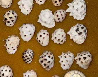 Spotted Drupes Hawaiian Seashells from Kauai
