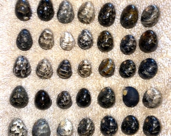 Kupee Hawaiian Seashells Nerites from Kauai XS-Small