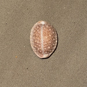 May include: A small, oval-shaped seashell with a light brown and white speckled pattern. The shell has a central white stripe and a textured surface. The seashell is a natural, organic item.