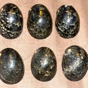 May include: Six black and white seashells with a glossy finish. The shells have a unique pattern of lines and swirls.